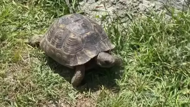 Kaplumbağa, hortumdan sızan suyla serinledi