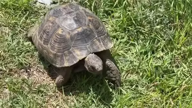 Kaplumbağa, hortumdan sızan suyla serinledi