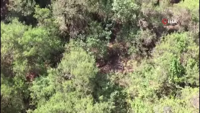 Ormanlık alana ekilen kenevirler drone ile tespit edildi