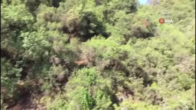 Ormanlık alana ekilen kenevirler drone ile tespit edildi