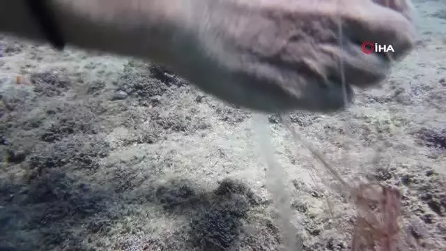 Su altında hayalet ağa takılan gül yengeci böyle kurtarıldı Su altında hayalet ağa takılan gül yengeci böyle kurtarıldı