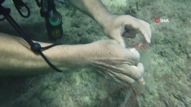 Su altında hayalet ağa takılan gül yengeci böyle kurtarıldı