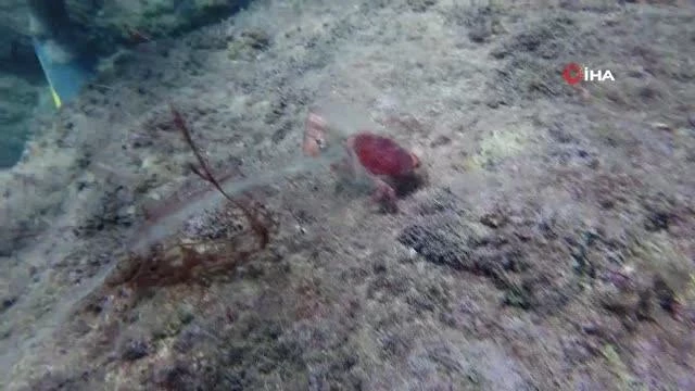 Su altında hayalet ağa takılan gül yengeci böyle kurtarıldı