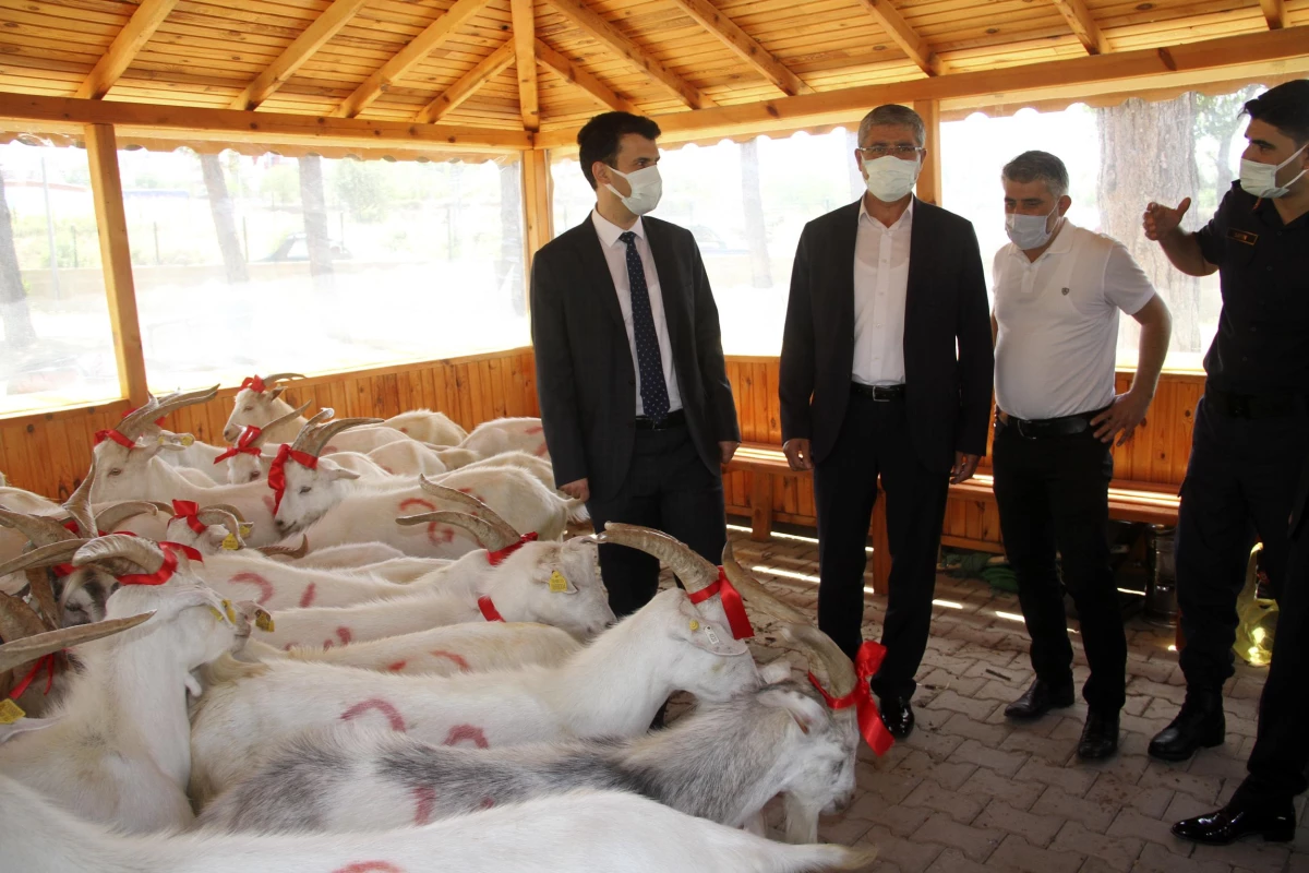 Suşehri'nde 71 ihtiyaç sahibi aileye kurbanlık keçi dağıtıldı