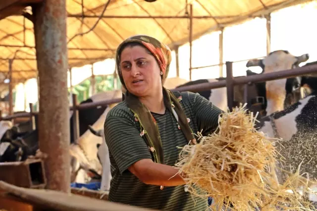 'Yapamazsın' diyenlere inat 4 bilezikle hayvancılık işine girdi, milyonluk servet sahibi oldu 'Yapamazsın' diyenlere inat 4 bilezikle hayvancılık işine girdi, milyonluk servet sahibi oldu