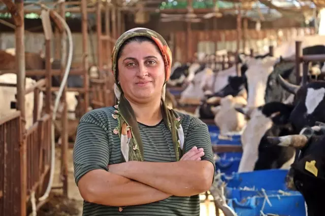 'Yapamazsın' diyenlere inat 4 bilezikle hayvancılık işine girdi, milyonluk servet sahibi oldu 'Yapamazsın' diyenlere inat 4 bilezikle hayvancılık işine girdi, milyonluk servet sahibi oldu