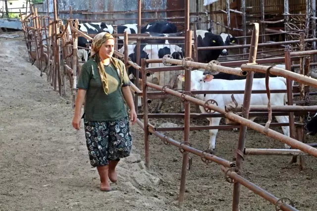 'Yapamazsın' diyenlere inat 4 bilezikle hayvancılık işine girdi, milyonluk servet sahibi oldu 'Yapamazsın' diyenlere inat 4 bilezikle hayvancılık işine girdi, milyonluk servet sahibi oldu