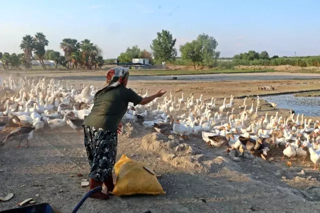 'Yapamazsın' diyenlere inat 4 bilezikle hayvancılık işine girdi, milyonluk servet sahibi oldu 'Yapamazsın' diyenlere inat 4 bilezikle hayvancılık işine girdi, milyonluk servet sahibi oldu