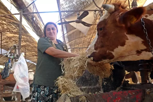 'Yapamazsın' diyenlere inat 4 bilezikle hayvancılık işine girdi, milyonluk servet sahibi oldu 'Yapamazsın' diyenlere inat 4 bilezikle hayvancılık işine girdi, milyonluk servet sahibi oldu