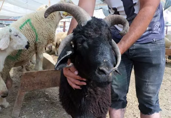 Kurban pazarının ilgi odağı! Sahibi, gözü baktığı 4 boynuzlu koça 10 bin lira istiyor Kurban pazarının ilgi odağı! Sahibi, gözü baktığı 4 boynuzlu koça 10 bin lira istiyor
