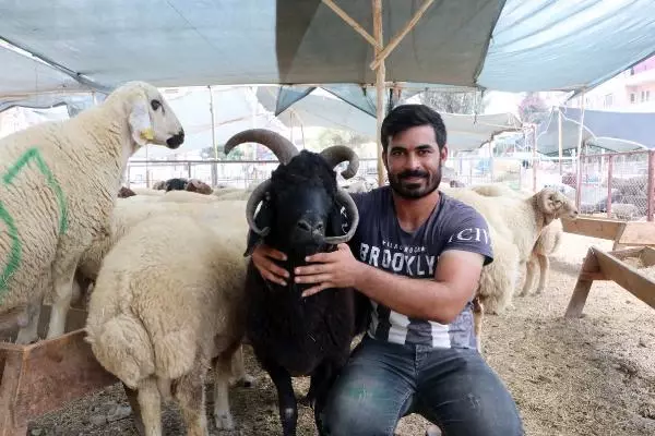 Kurban pazarının ilgi odağı! Sahibi, gözü baktığı 4 boynuzlu koça 10 bin lira istiyor