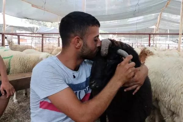 Kurban pazarının ilgi odağı! Sahibi, gözü baktığı 4 boynuzlu koça 10 bin lira istiyor Kurban pazarının ilgi odağı! Sahibi, gözü baktığı 4 boynuzlu koça 10 bin lira istiyor