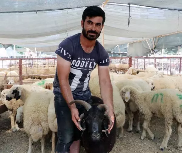 Kurban pazarının ilgi odağı! Sahibi, gözü baktığı 4 boynuzlu koça 10 bin lira istiyor