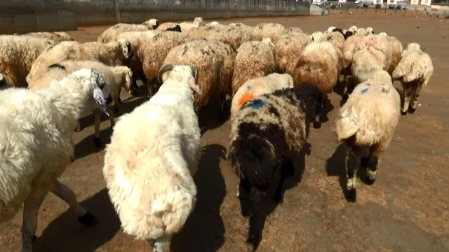 Diyarbakır Hayvan Borsası'nda beklenen hareketlilik yaşanmıyor