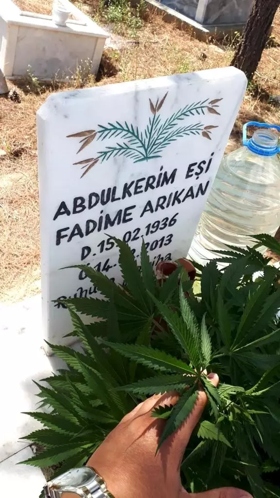 Mezarlarına kenevir ekilen köylüler İHA'ya konuştu