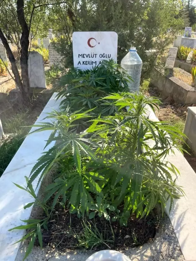 Mezarlarına kenevir ekilen köylüler İHA'ya konuştu