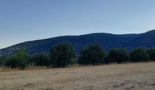 Nazilli'de ormanlık alana sıçrayan yangın 10 saatte söndürüldü