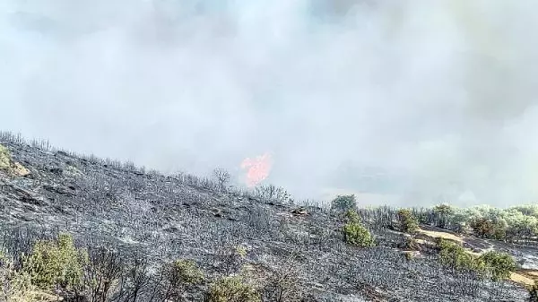 Nazilli'de ormanlık alana sıçrayan yangın 10 saatte söndürüldü
