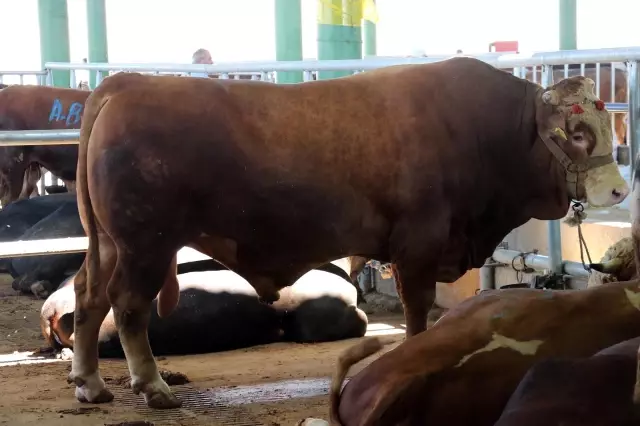Kurban pazarının gözdesi 1 ton 200 kiloluk tosun, 32 bin TL'ye alıcı buldu Kurban pazarının gözdesi 1 ton 200 kiloluk tosun, 32 bin TL'ye alıcı buldu