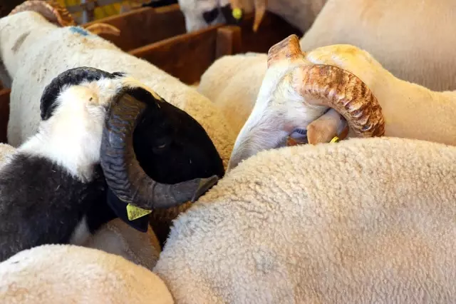 Kurban pazarının gözdesi 1 ton 200 kiloluk tosun, 32 bin TL'ye alıcı buldu Kurban pazarının gözdesi 1 ton 200 kiloluk tosun, 32 bin TL'ye alıcı buldu