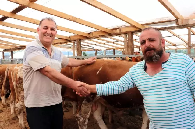 Kurban pazarının gözdesi 1 ton 200 kiloluk tosun, 32 bin TL'ye alıcı buldu Kurban pazarının gözdesi 1 ton 200 kiloluk tosun, 32 bin TL'ye alıcı buldu