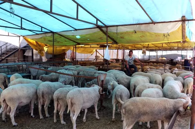 Kurban pazarının gözdesi 1 ton 200 kiloluk tosun, 32 bin TL'ye alıcı buldu Kurban pazarının gözdesi 1 ton 200 kiloluk tosun, 32 bin TL'ye alıcı buldu