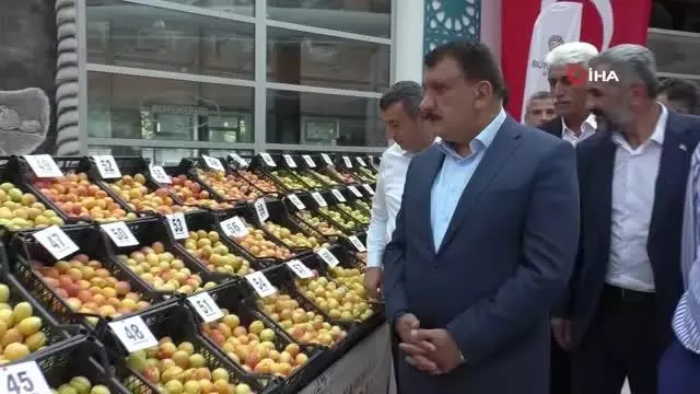 'En iyi yaş kayısı' yarışması yapıldı