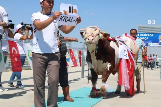 Gölbaşı en güzel kurbanlığını seçti