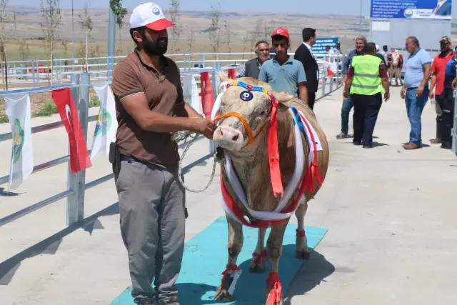 Gölbaşı en güzel kurbanlığını seçti