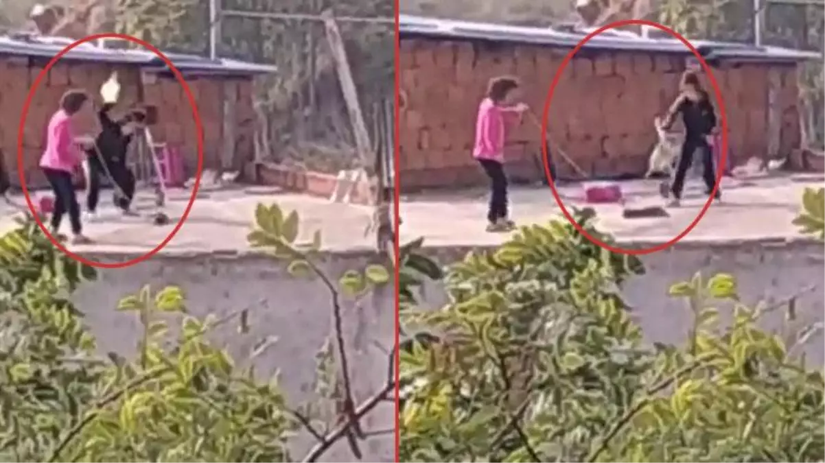 Görüntüler, izleyenleri dehşete düşürdü! Kediye eziyet iddiasına soruşturma başlatıldı