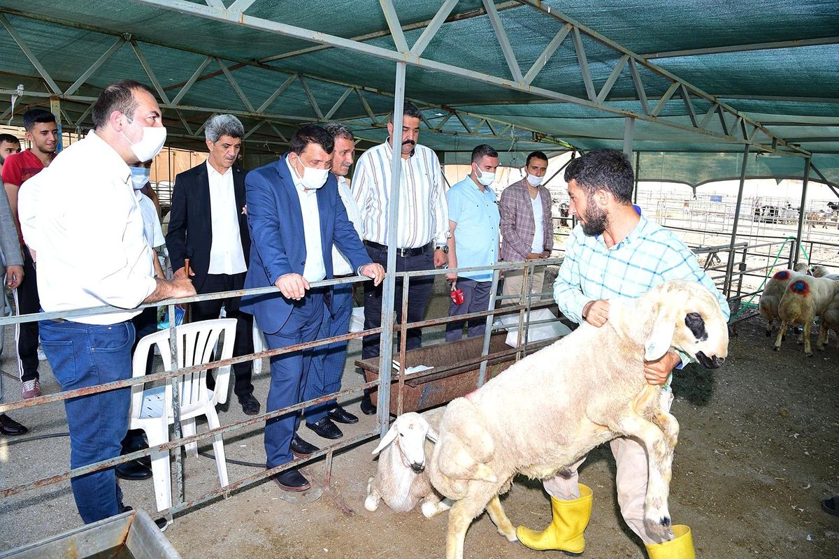 Gürkan, canlı hayvan pazarında incelemelerde bulundu