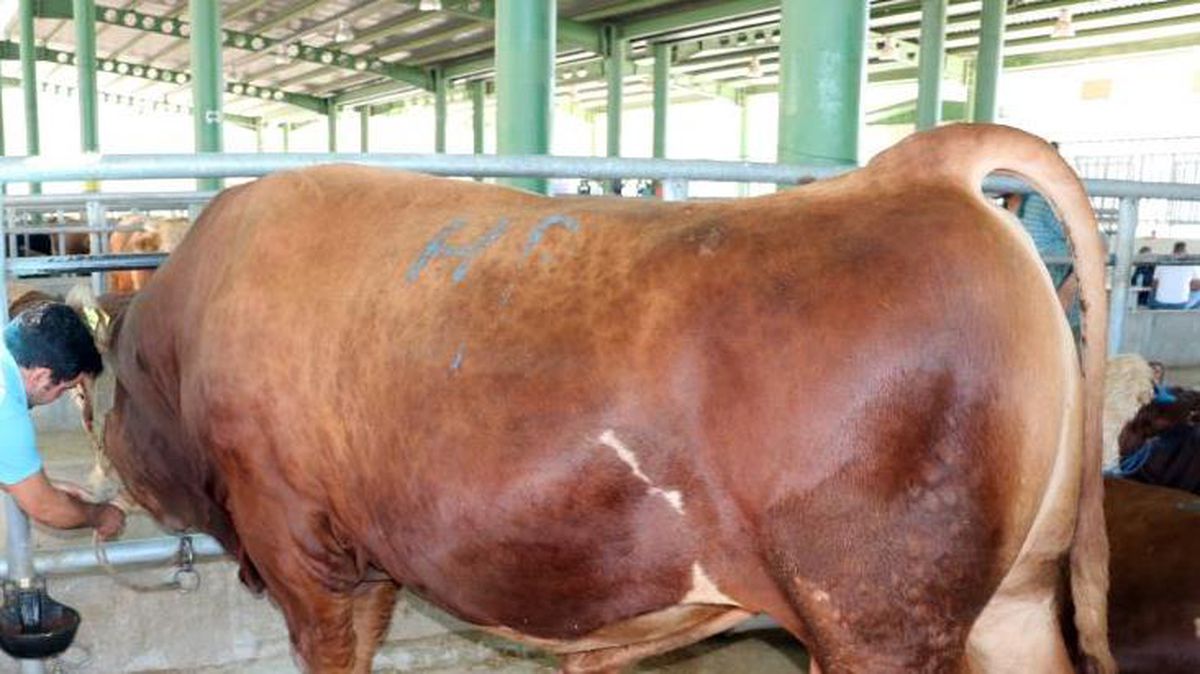 Kurban pazarının gözdesi 1 ton 200 kiloluk tosun, 32 bin TL'ye alıcı buldu