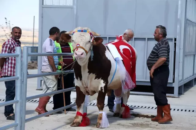 Kurbanlık tosunlar podyumda güzelliklerini sergiledi 11 Kurbanlık tosunlar podyumda güzelliklerini sergiledi