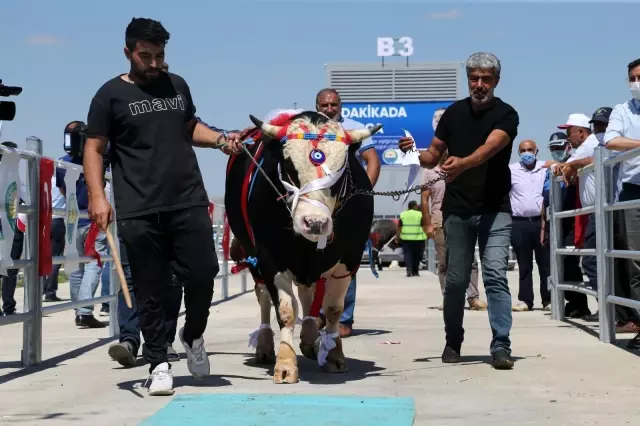 Kurbanlık tosunlar podyumda güzelliklerini sergiledi 5 Kurbanlık tosunlar podyumda güzelliklerini sergiledi