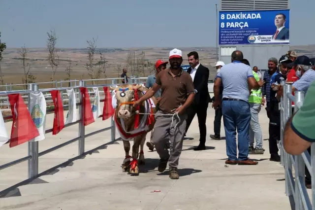 Kurbanlık tosunlar podyumda güzelliklerini sergiledi 7 Kurbanlık tosunlar podyumda güzelliklerini sergiledi