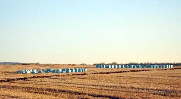 Son dakika haberleri | Tekirdağ'da 400 kovan arı, anız yangınından son anda kurtarıldı
