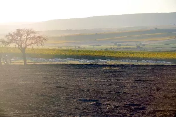 Son dakika haberleri | Tekirdağ'da 400 kovan arı, anız yangınından son anda kurtarıldı