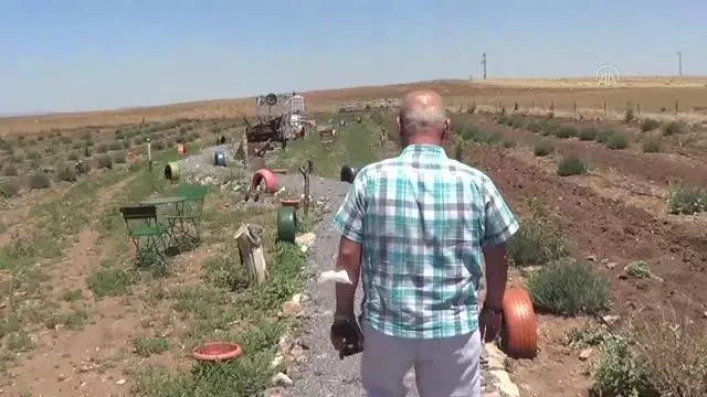 AFYONKARAHİSAR - Sandıklı'da termal oteller kekik ve lavanta yetiştiriyor
