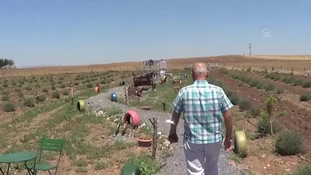 AFYONKARAHİSAR - Sandıklı'da termal oteller kekik ve lavanta yetiştiriyor