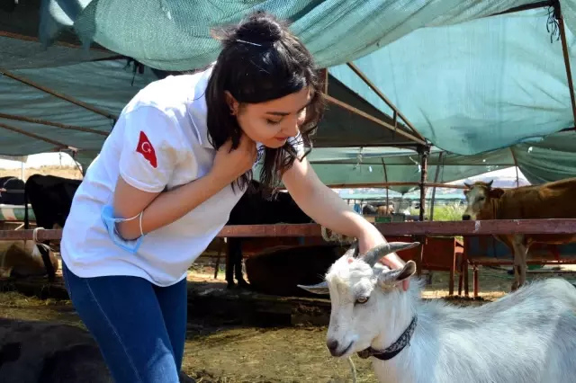 Büyükbaş ve Küçükbaş Kurbanlıklar Alıcılarını Bekliyor