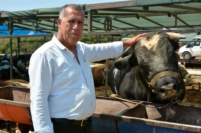 Büyükbaş ve Küçükbaş Kurbanlıklar Alıcılarını Bekliyor