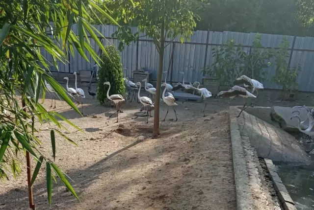 Yasadışı yollardan ele geçirdikleri flamingoların kanatlarını kesmişler