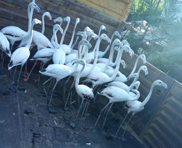 Yasadışı yollardan ele geçirdikleri flamingoların kanatlarını kesmişler