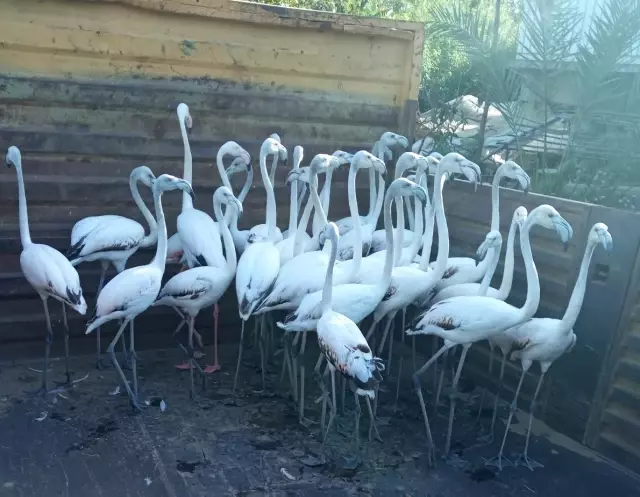 Yasadışı yollardan ele geçirdikleri flamingoların kanatlarını kesmişler