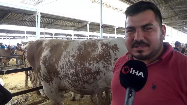 'Başkan' boğa 1.4 ton ağırlığı ile hayvan pazarının şampiyonu