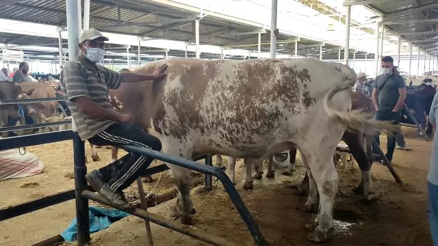 'Başkan' boğa 1.4 ton ağırlığı ile hayvan pazarının şampiyonu