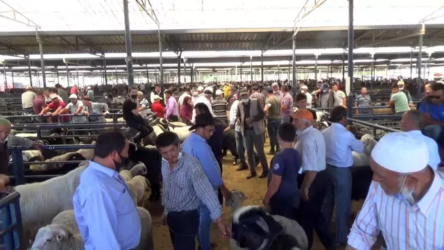 'Başkan' boğa 1.4 ton ağırlığı ile hayvan pazarının şampiyonu