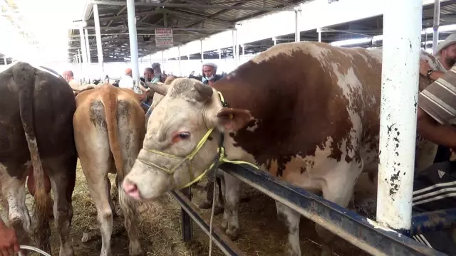 'Başkan' boğa 1.4 ton ağırlığı ile hayvan pazarının şampiyonu