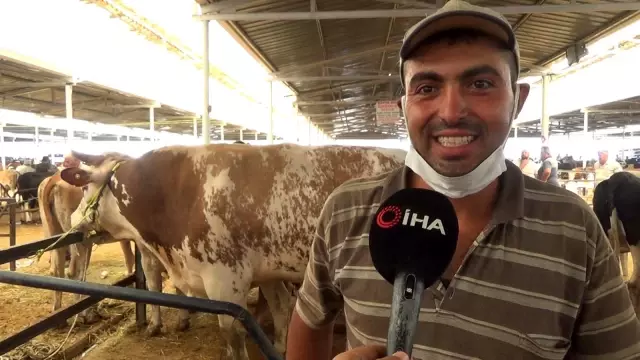 'Başkan' boğa 1.4 ton ağırlığı ile hayvan pazarının şampiyonu