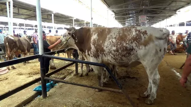 'Başkan' boğa 1.4 ton ağırlığı ile hayvan pazarının şampiyonu